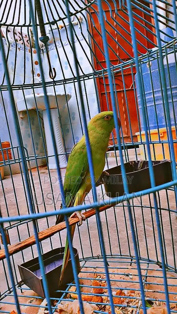 Female Companion: Healthy and Active Female Companion