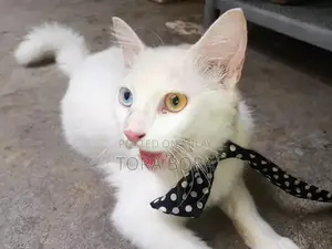 Photo - White Persian Cat with Odd Eyes - Washroom Trained Companion