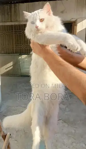 White Persian Cat with Odd Eyes - Washroom Trained Companion