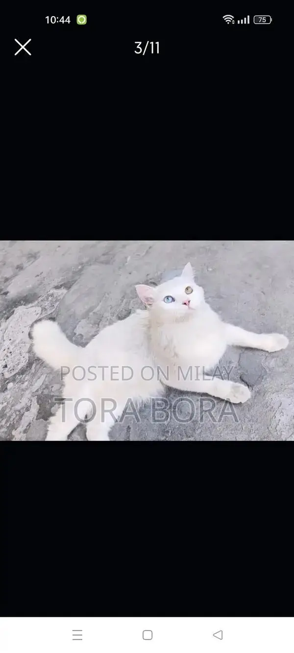 White Persian Cat with Odd Eyes - Washroom Trained Companion