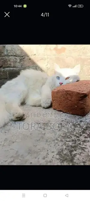 White Persian Cat with Odd Eyes - Washroom Trained Companion