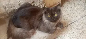 Photo - Black Russian Cat - Purebred Domestic Feline