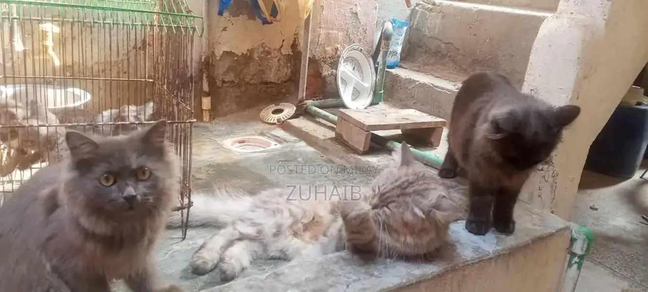 Black Russian Cat - Purebred Domestic Feline