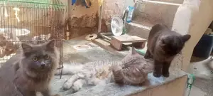 Black Russian Cat - Purebred Domestic Feline