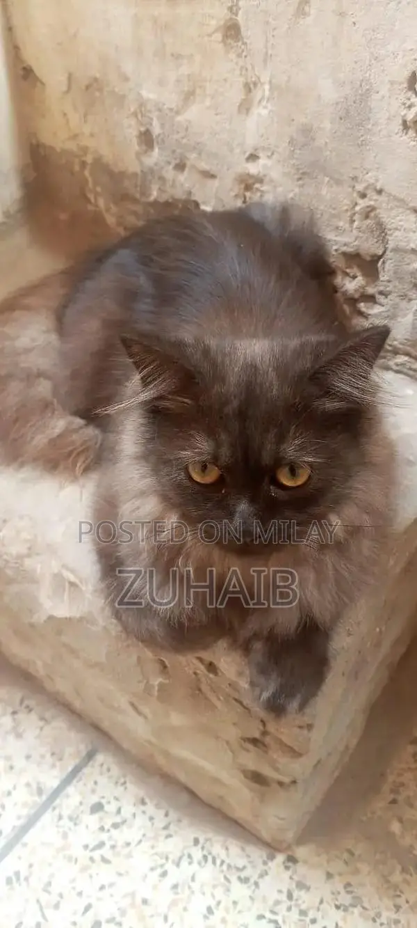 Black Russian Cat - Purebred Domestic Feline
