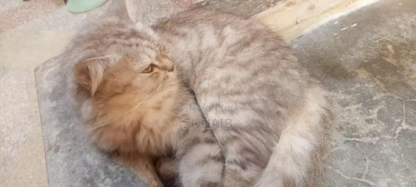 Black Russian Cat - Purebred Domestic Feline