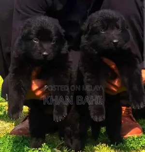 Photo - Black German Shepherd Puppies - 2 Months Old Long Coat