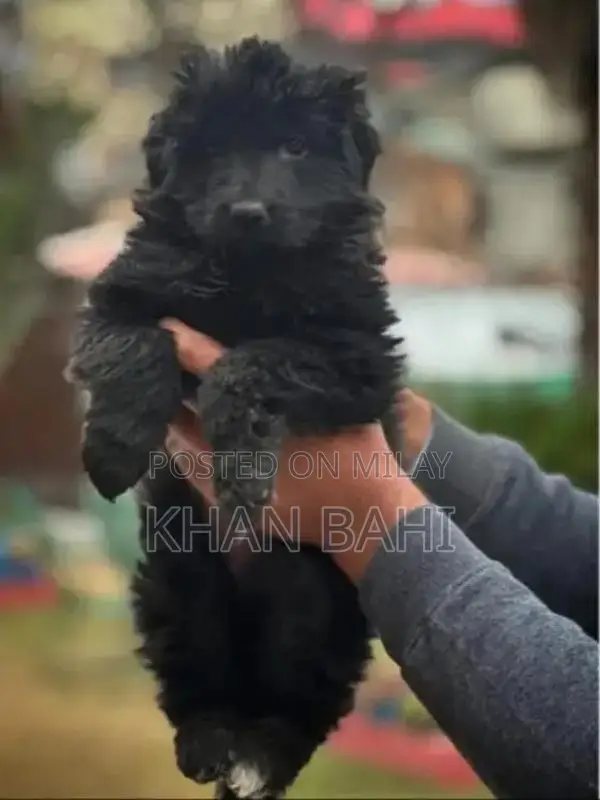 Long Coat German Shepherd Male Puppy