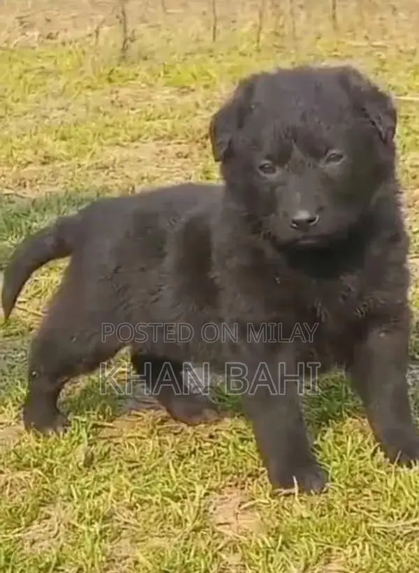 Black German Shepherd Puppy - Long Coat Male