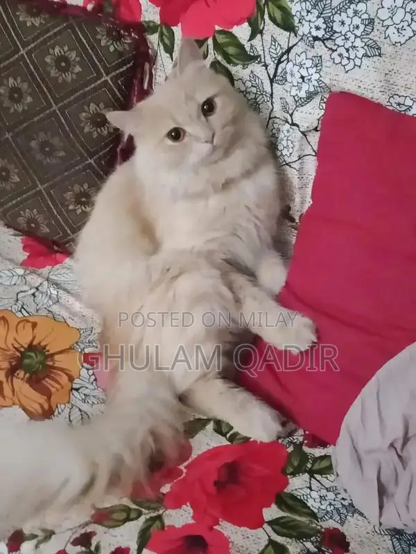 Cream Persian Cat - Beautiful Female Companion