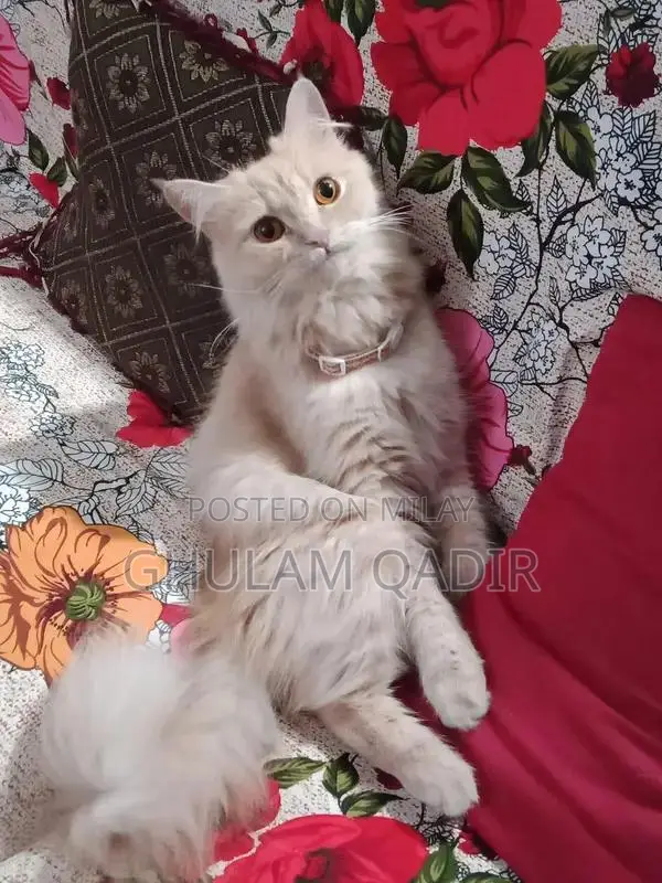 Cream Persian Cat - Beautiful Female Companion