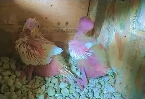 White Cream Cocktail and Eno Cocktail Chicks