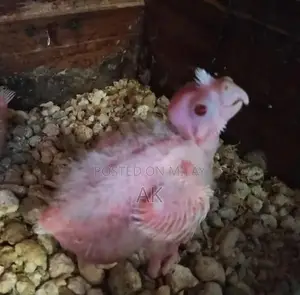 White Cream Cocktail and Eno Cocktail Chicks