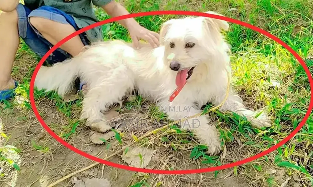 Family Dog with Obedience Training