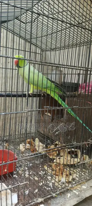 Photo - Healthy Full-Length Green Parrot - Vibrant Pet Bird