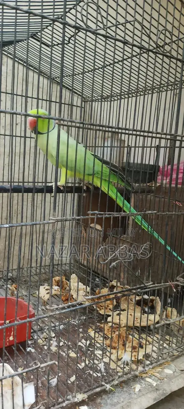 Healthy Full-Length Green Parrot - Vibrant Pet Bird
