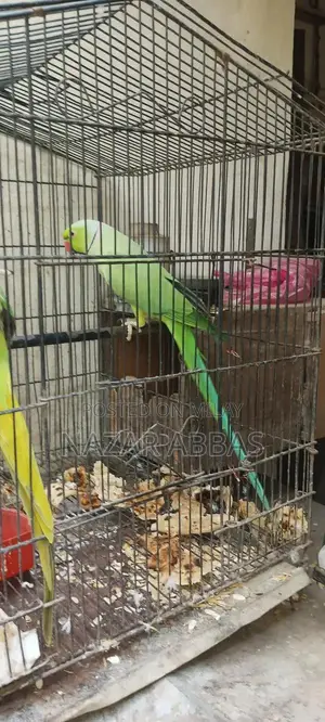 Healthy Full-Length Green Parrot - Vibrant Pet Bird