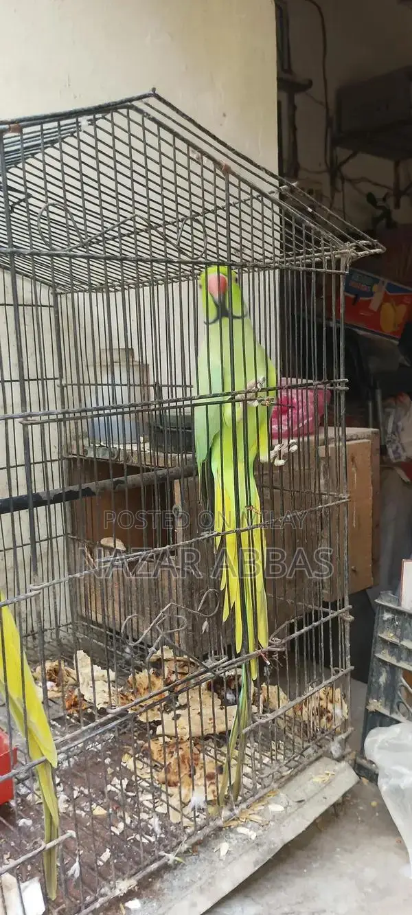 Healthy Full-Length Green Parrot - Vibrant Pet Bird