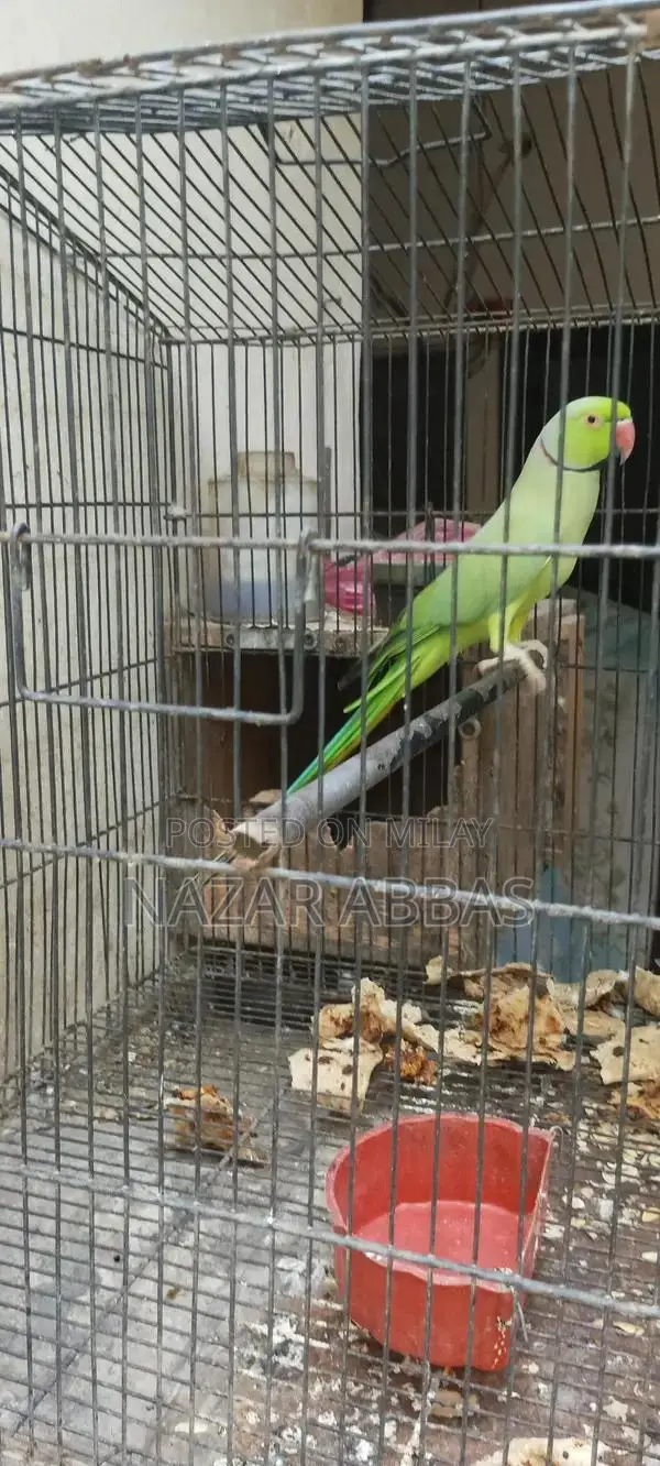 Healthy Full-Length Green Parrot - Vibrant Pet Bird