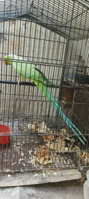 Healthy Full-Length Green Parrot - Vibrant Pet Bird
