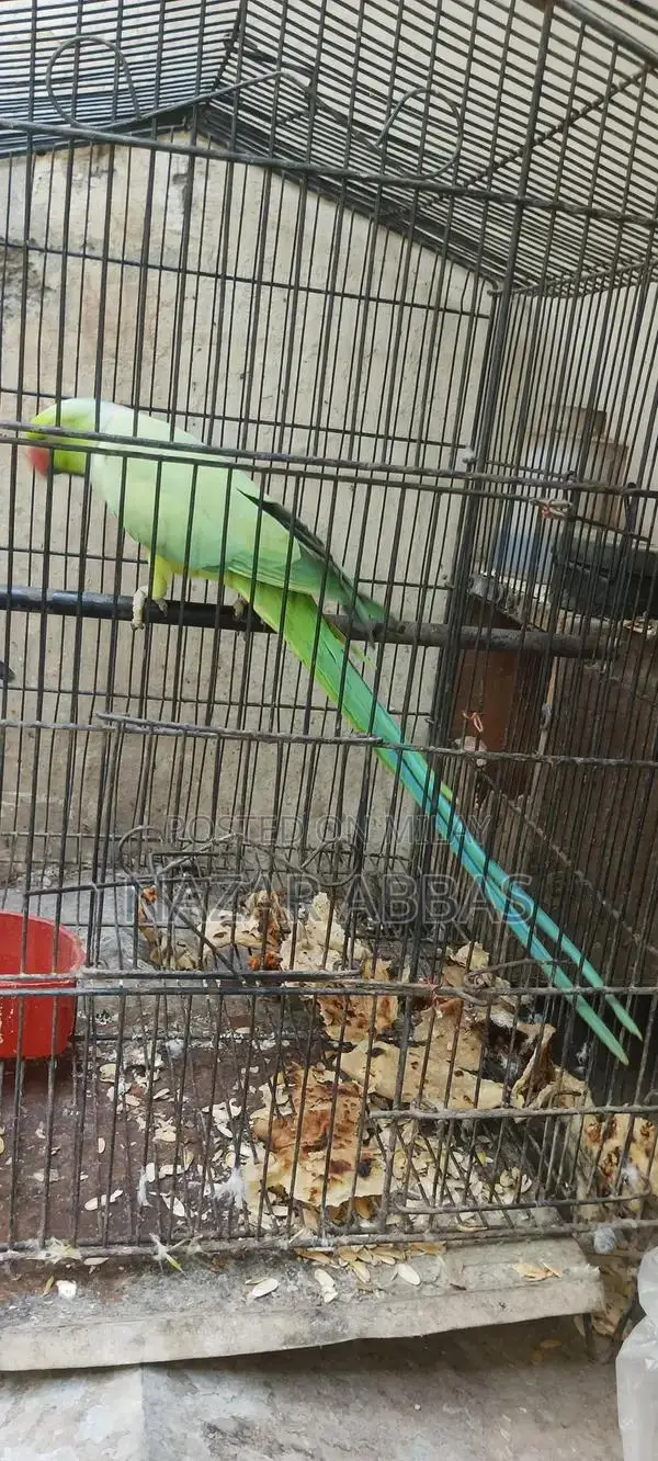 Healthy Full-Length Green Parrot - Vibrant Pet Bird