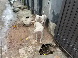 Photo - Gultair Dog Breed - Excellent Security and Companion Canine