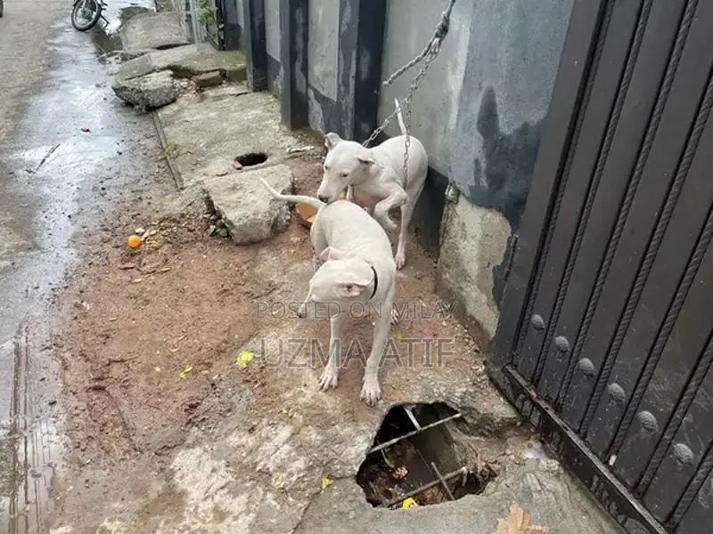 Gultair Dog Breed - Excellent Security and Companion Canine