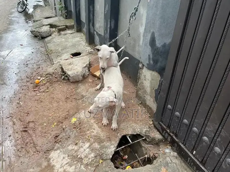 Gultair Dog Breed - Excellent Security and Companion Canine