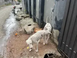 Gultair Dog Breed - Excellent Security and Companion Canine