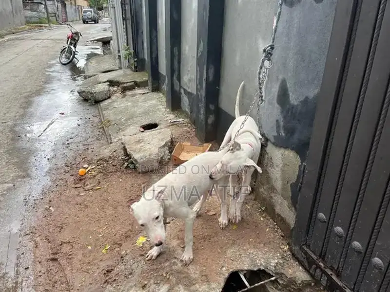 Gultair Dog Breed - Excellent Security and Companion Canine