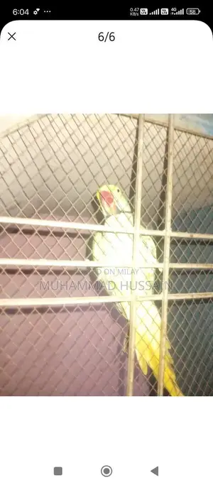 Photo - Kashmiri Raw Breeder Male Dog for Sale