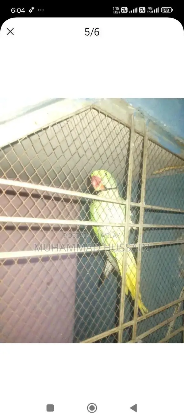 Kashmiri Raw Breeder Male Dog for Sale