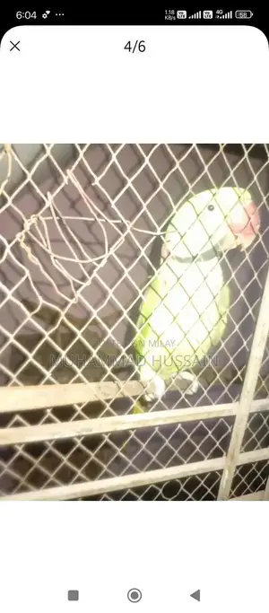 Kashmiri Raw Breeder Male Dog for Sale