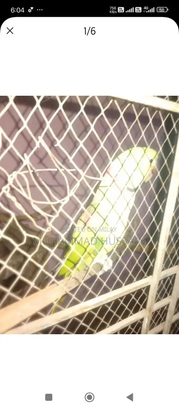 Kashmiri Raw Breeder Male Dog for Sale