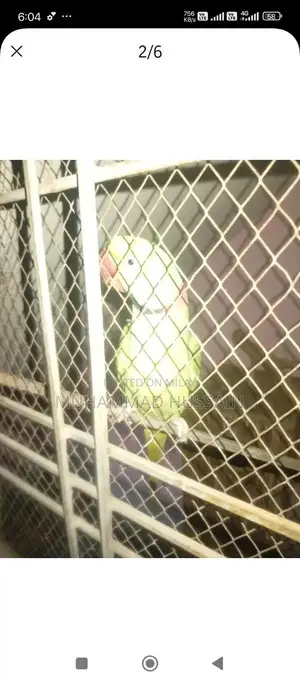 Kashmiri Raw Breeder Male Dog for Sale