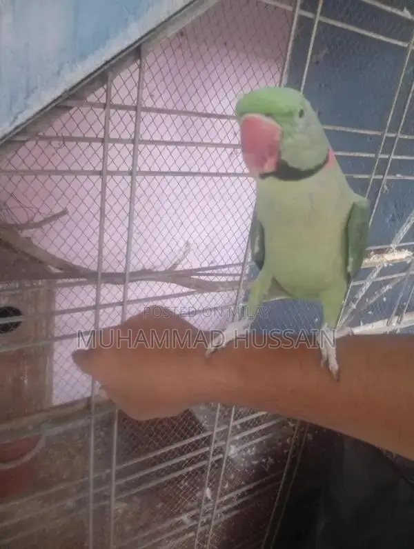 Kashmiri Raw Breeder Male Dog for Sale