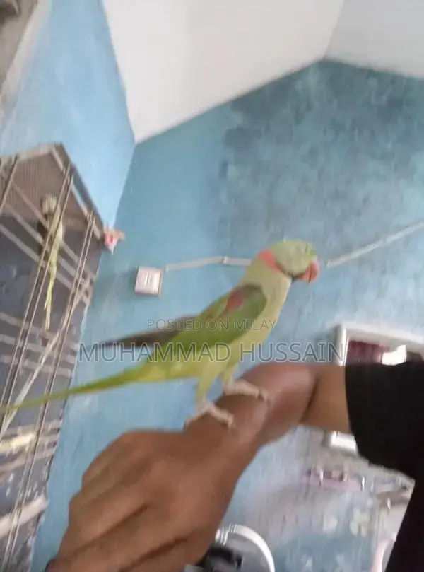 Kashmiri Raw Breeder Male Dog for Sale