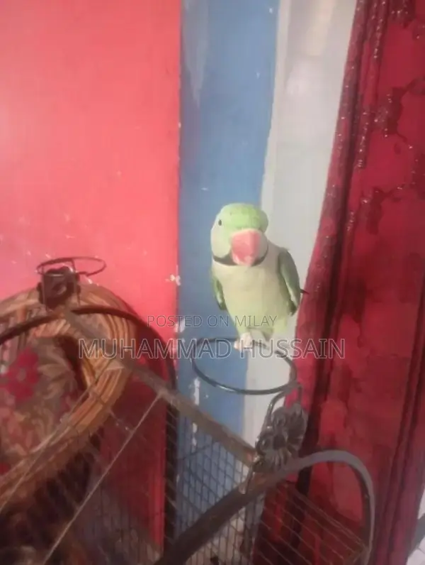 Kashmiri Raw Breeder Male Dog for Sale