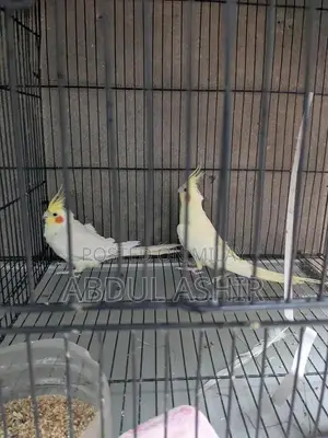 Photo - Designer Cocktail Drinking Glass Pair Set