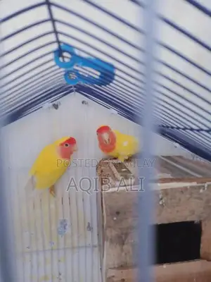 Photo - Lovebird Breeding Pair - Yellow Color Exotic Pet Birds