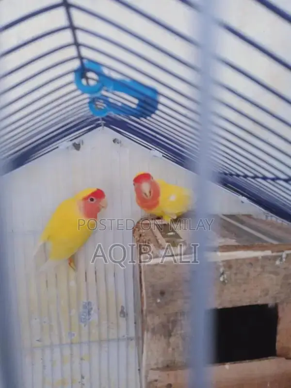 Lovebird Breeding Pair - Yellow Color Exotic Pet Birds
