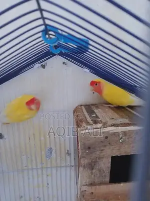 Lovebird Breeding Pair - Yellow Color Exotic Pet Birds