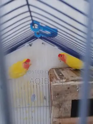 Lovebird Breeding Pair - Yellow Color Exotic Pet Birds