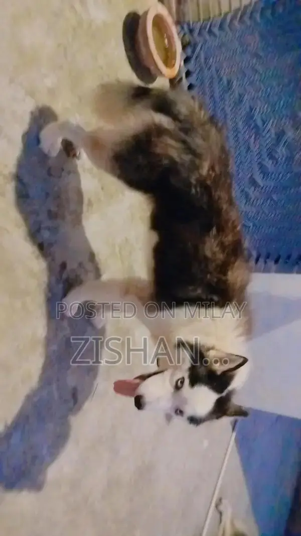 Siberian Husky Male Dog - 18 Months Old, Vaccinated, Active Companion