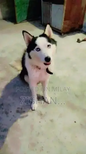 Siberian Husky Male Dog - 18 Months Old, Vaccinated, Active Companion