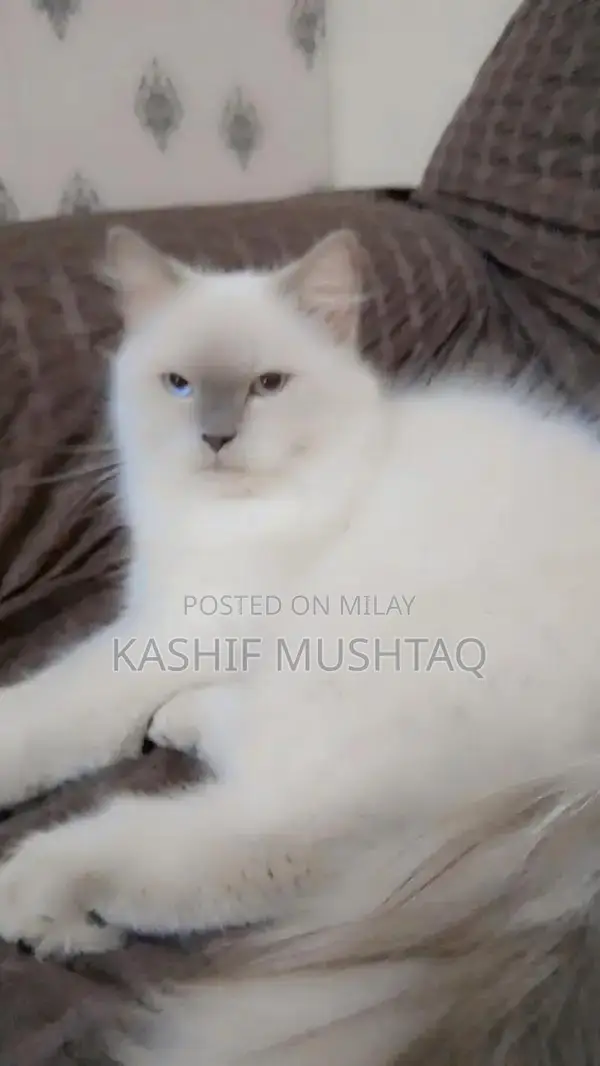 Beautiful Persian Cat - Young, Friendly Companion