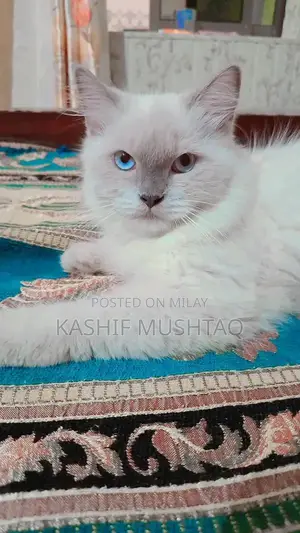 Beautiful Persian Cat - Young, Friendly Companion