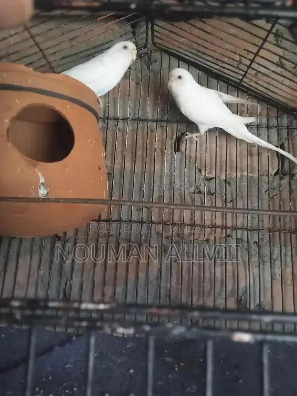 Pure White Astraylen Pair with Striking Red Eyes