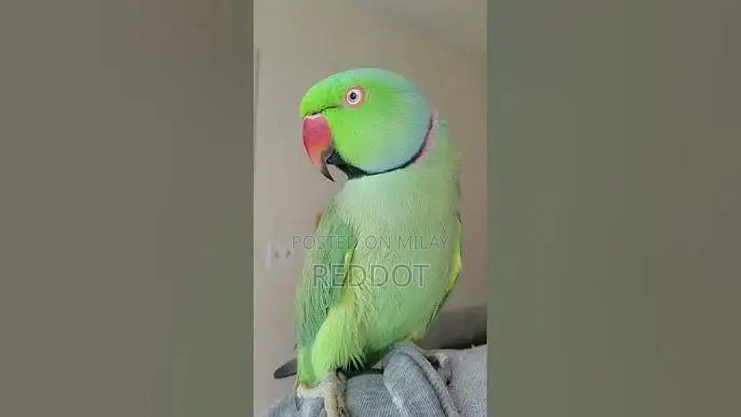 Ringneck Parrots: Talking Male and Breeder Pair Available