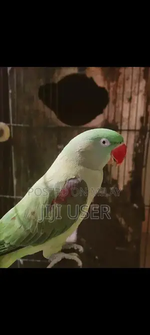 Photo - Female Parrot Semi-Tame Breeder Bird for Sale